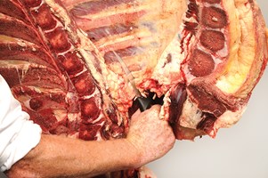 Neck and Chuck Eye bone in Meat Cut Spec Step 4